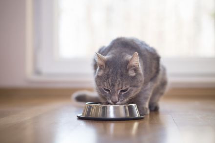 Eine graue Katzen frisst während der Ferienbetreuung aus ihrem Napf